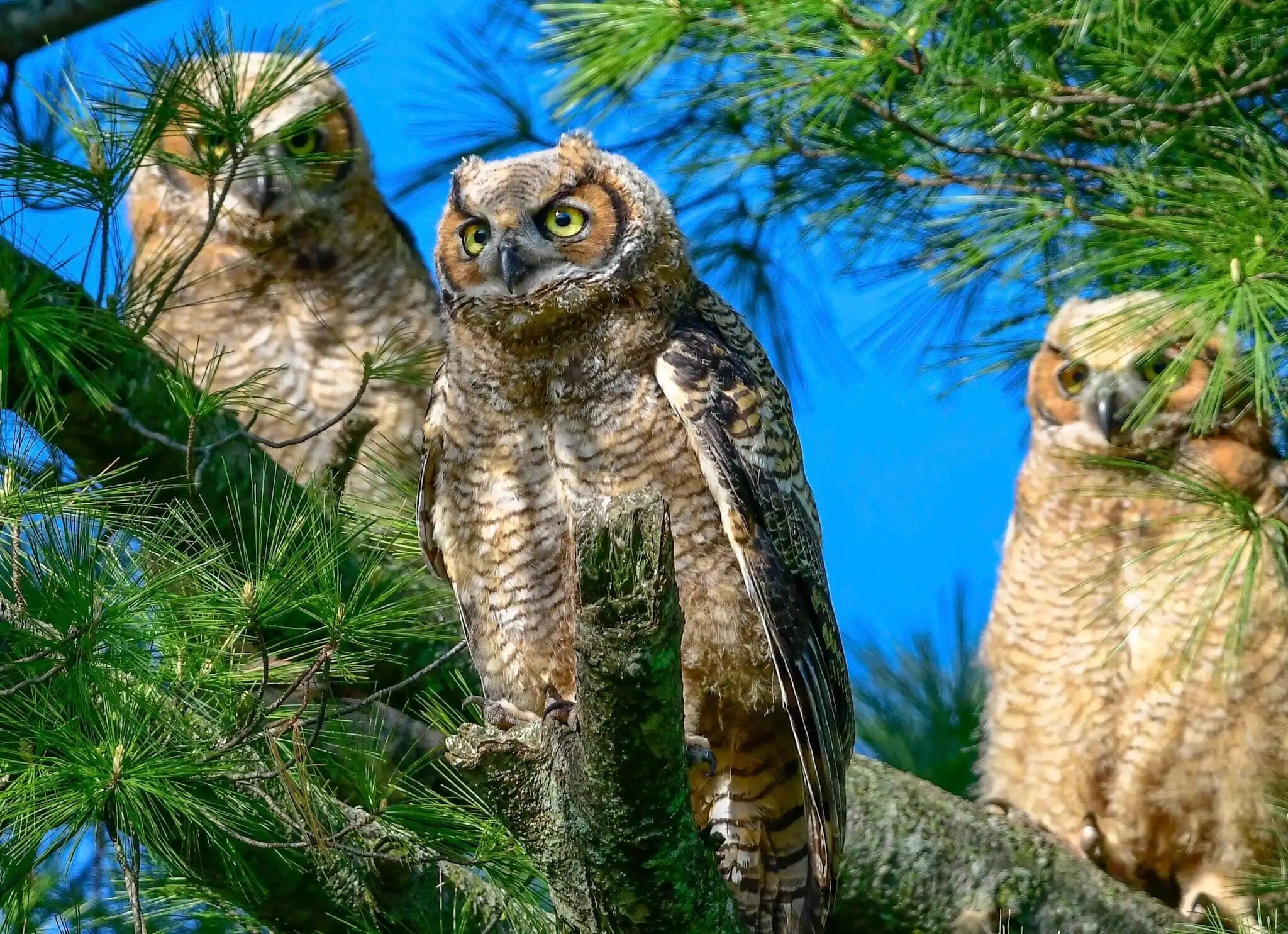three-owls-on-a-pine-tree-branch